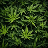 EXOTIC INDOOR THCA FLOWER