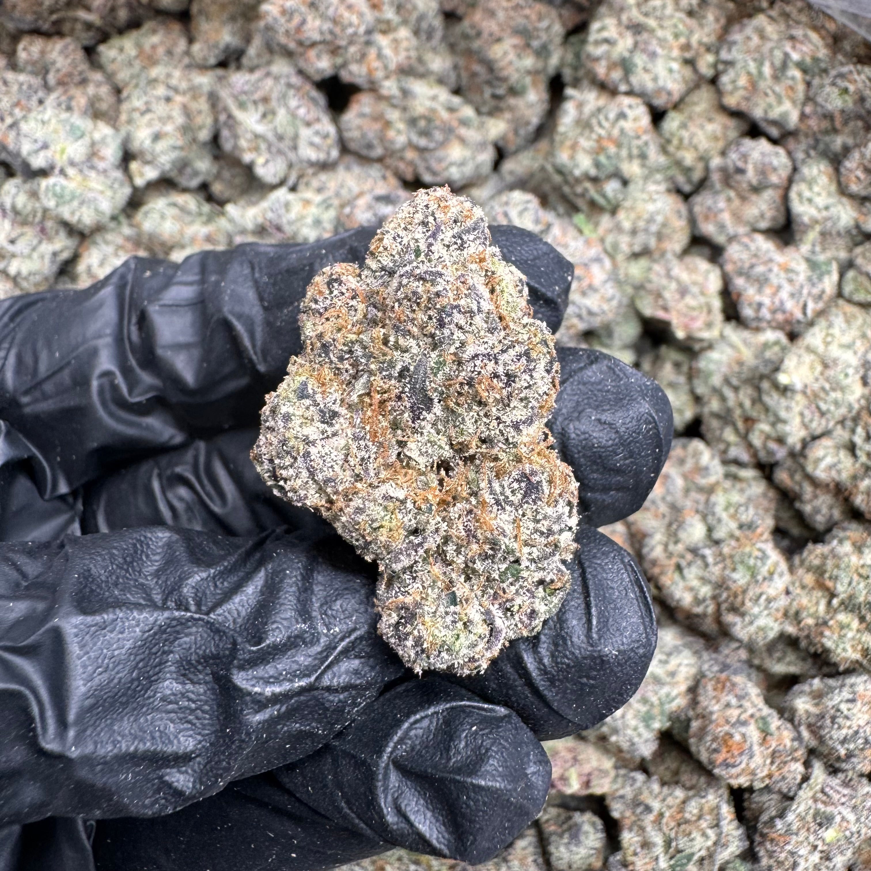 Blue Ice THCA Flower – Indoor Exotic Sativa | CaliGreenGold