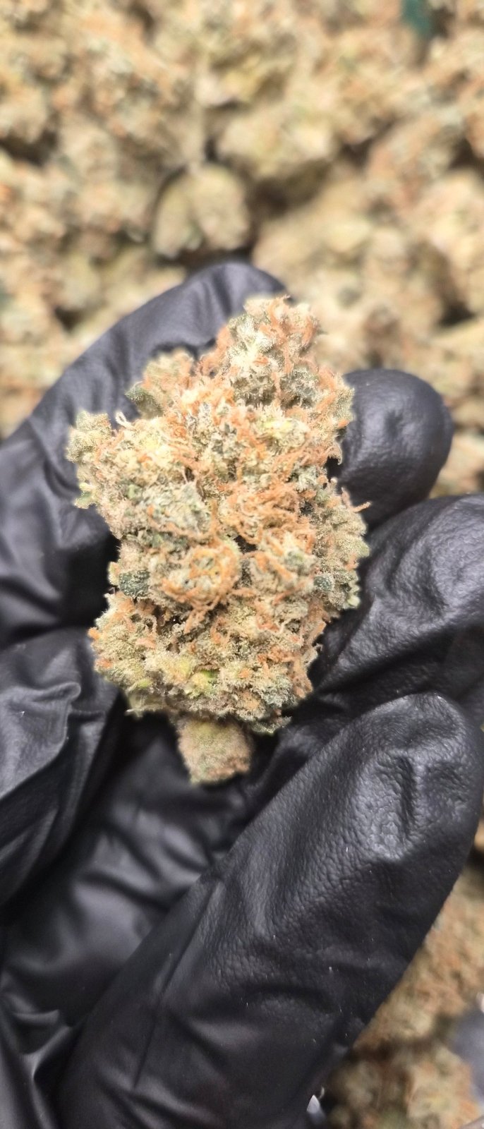 7UP Exotic Indoor THCA Flower Hybrid - CaliGreenGold