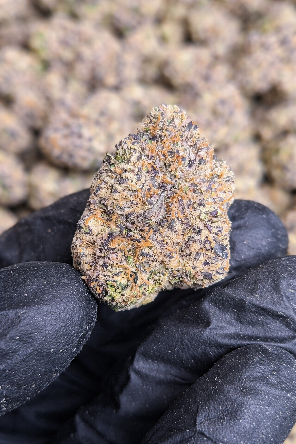 Mango Runtz Exotic Indoor THCA Flower Indica, INDICA, CaliGreenGold