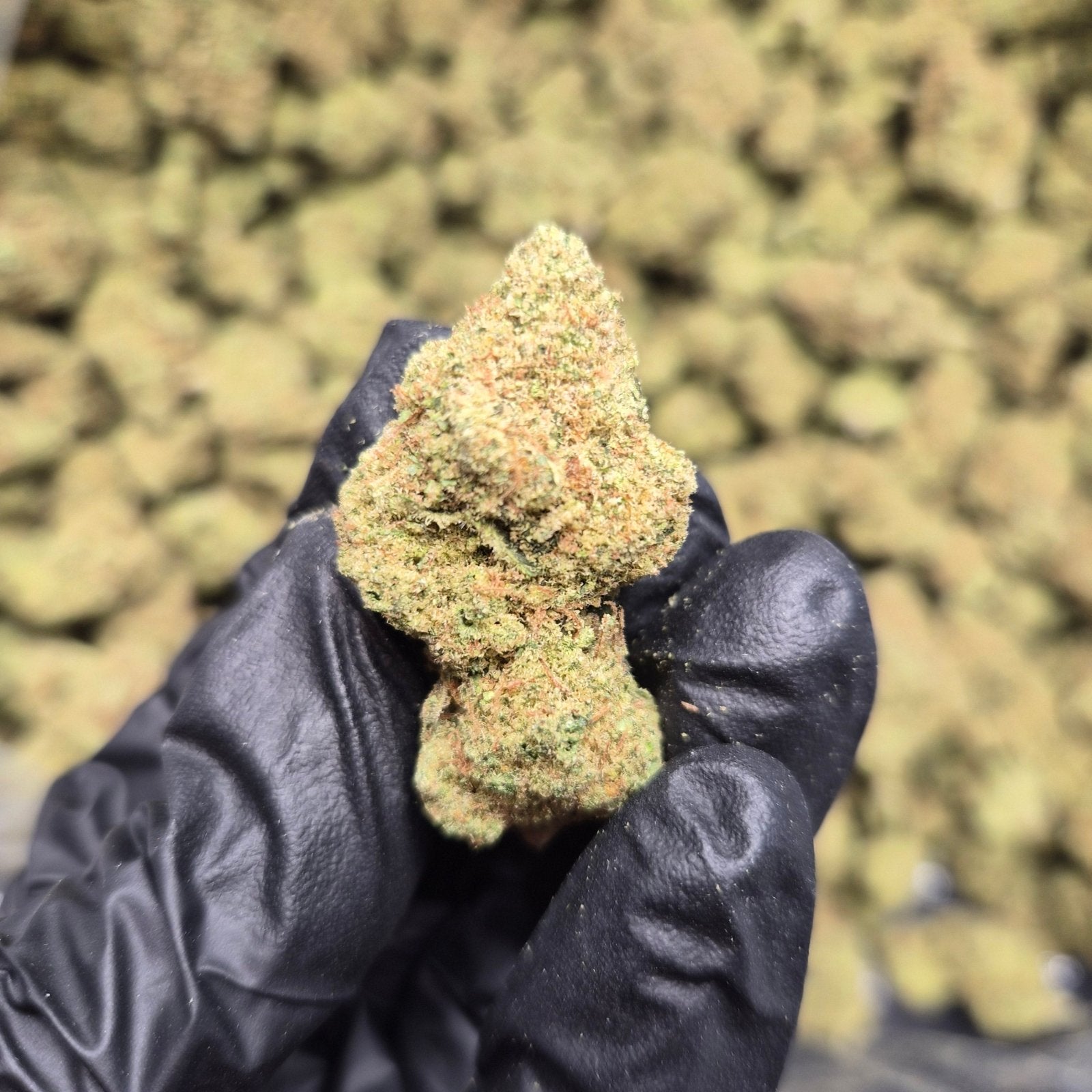 BANJO High THCA Flower Sativa - CaliGreenGold