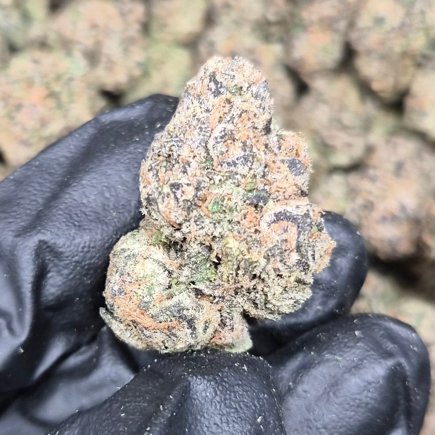 Biscotti Runtz Exotic Indoor THCA Flower Hybrid - CaliGreenGold