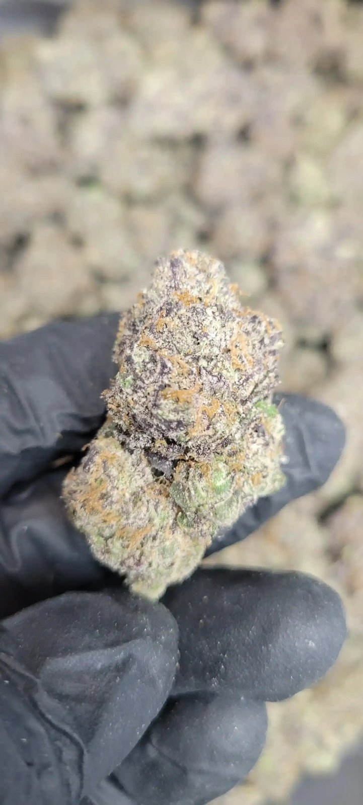 Black Runtz Exotic Indoor THCA Flower Indica - CaliGreenGold