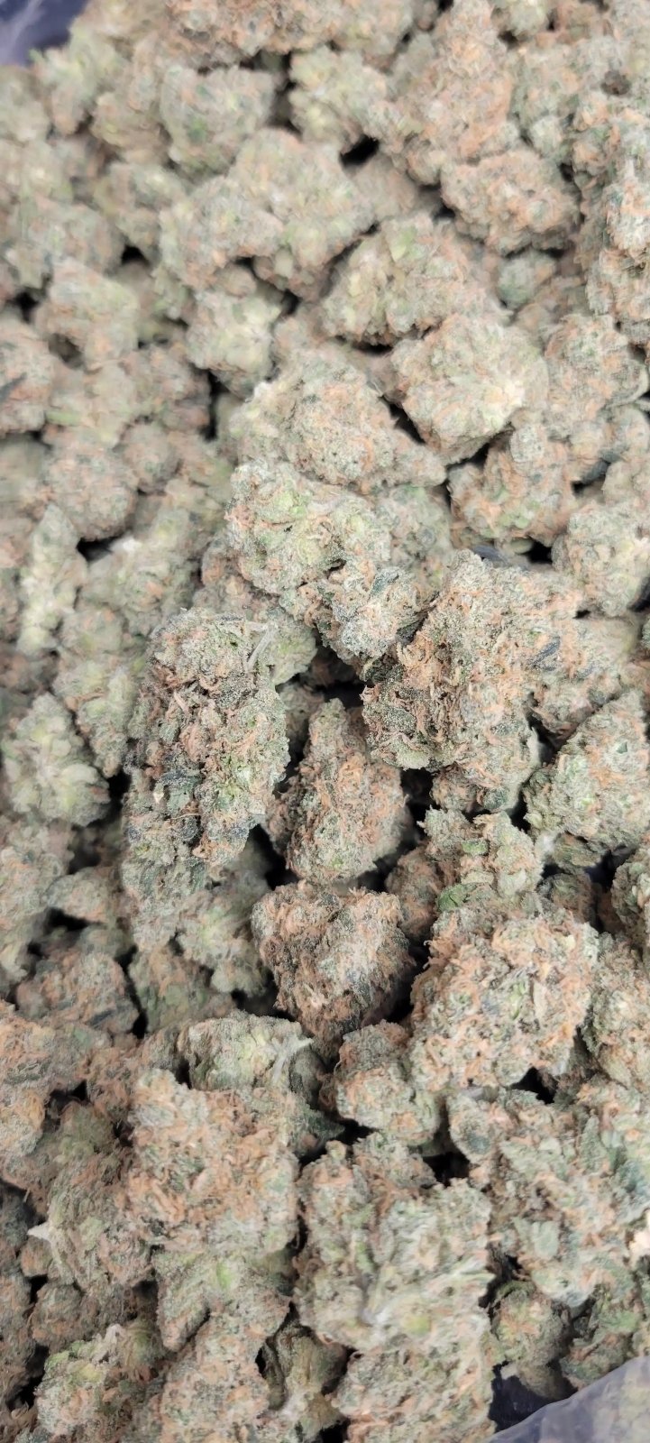 Blue Dream Exotic Indoor THCA Flower Sativa - CaliGreenGold