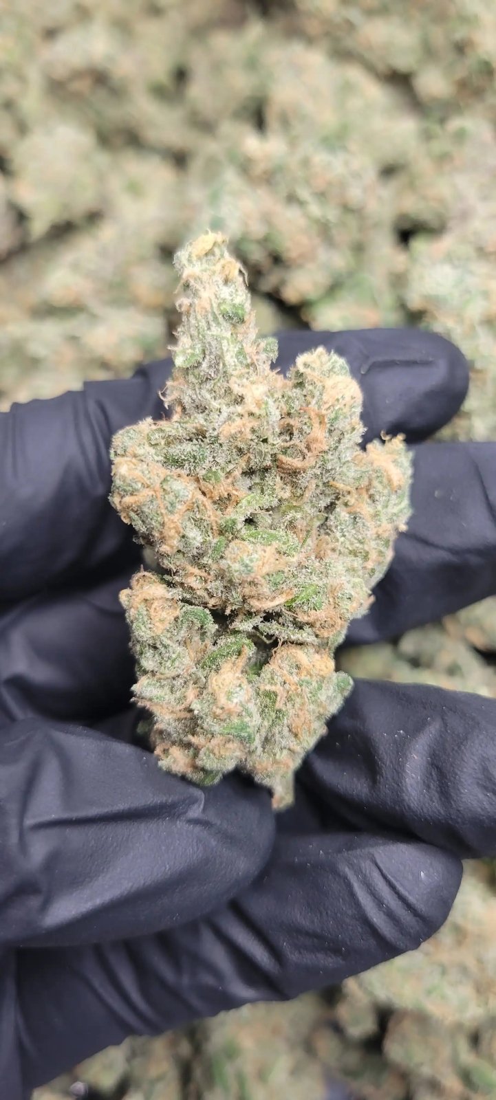 Blue Dream High THCA Flower Sativa - CaliGreenGold