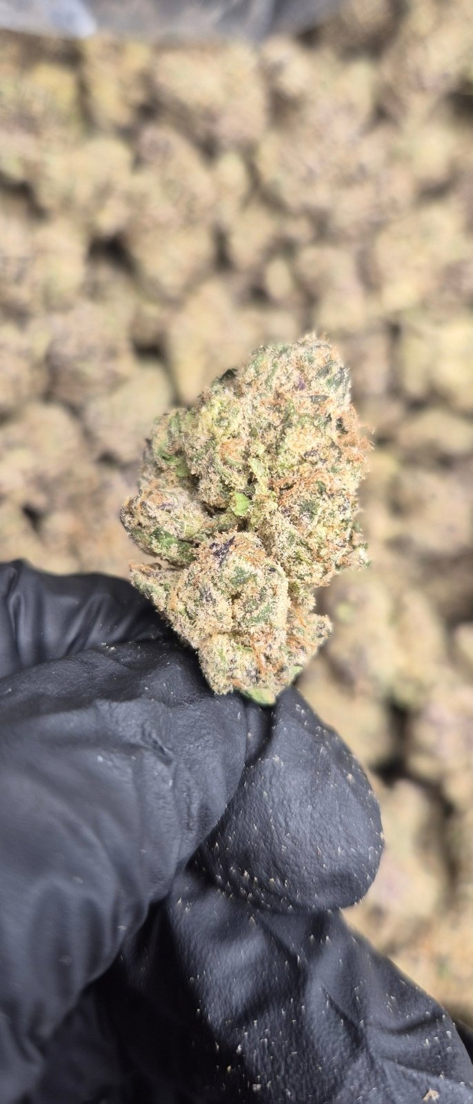 Blue Zkittlez Exotic Indoor THCA Flower Indica - CaliGreenGold