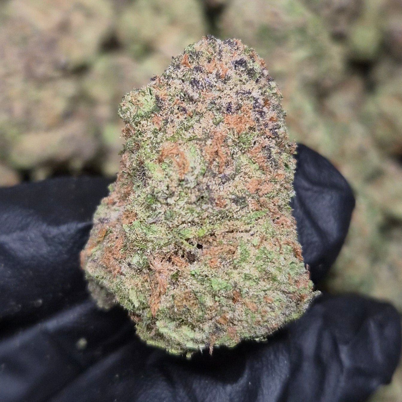 Blue Zkittlez THCA Flower – Indoor Top Shelf Indica | CaliGreenGold - CaliGreenGold