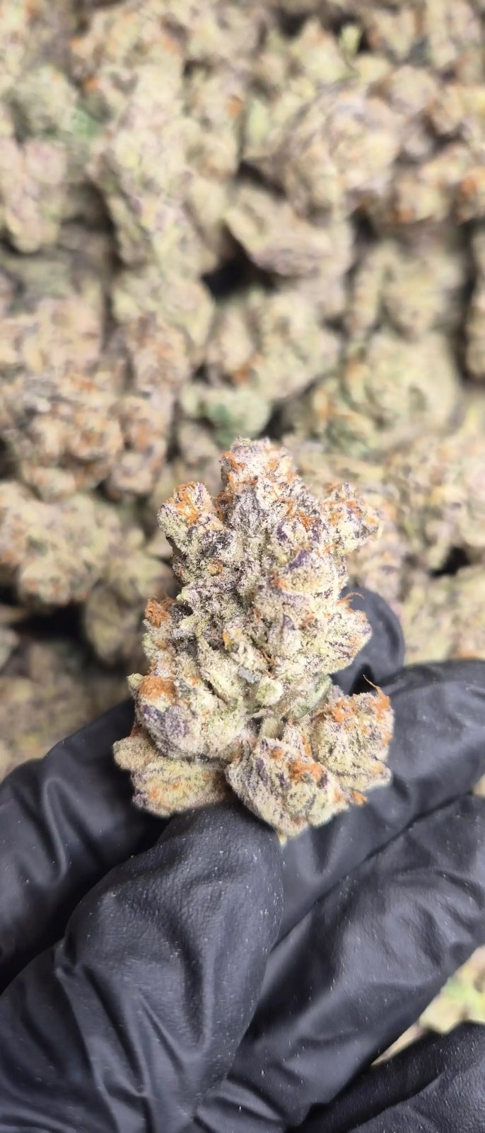 Blueberry Pie Exotic Indoor THCA Flower Hybrid - CaliGreenGold