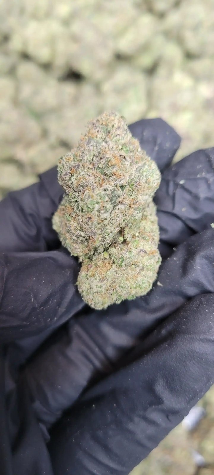 Bubble Burst Exotic Indoor THCA Flower Indica - CaliGreenGold