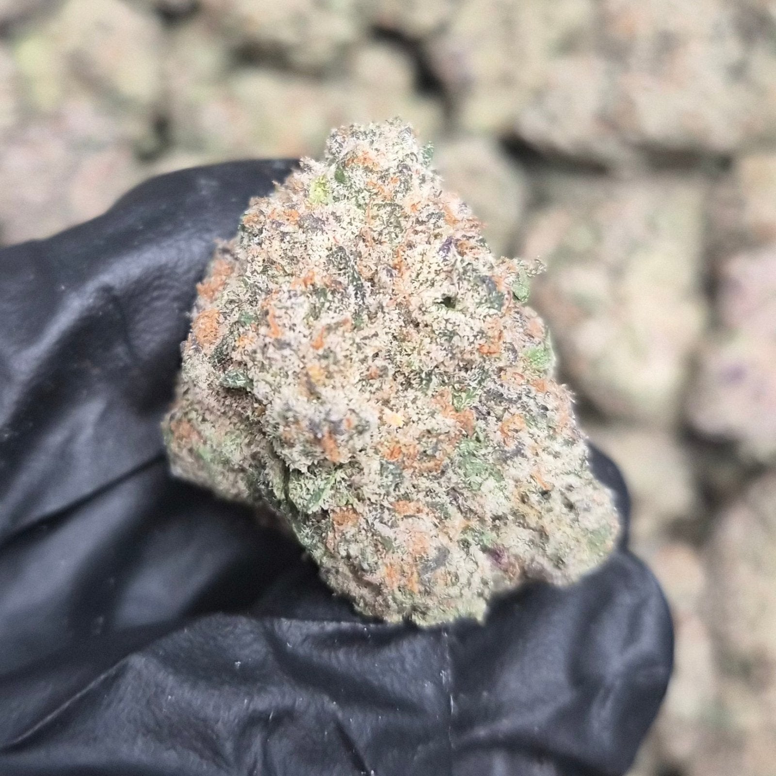 Bubblegum Runtz THCA Flower – Indoor Exotic Hybrid | CaliGreenGold - CaliGreenGold