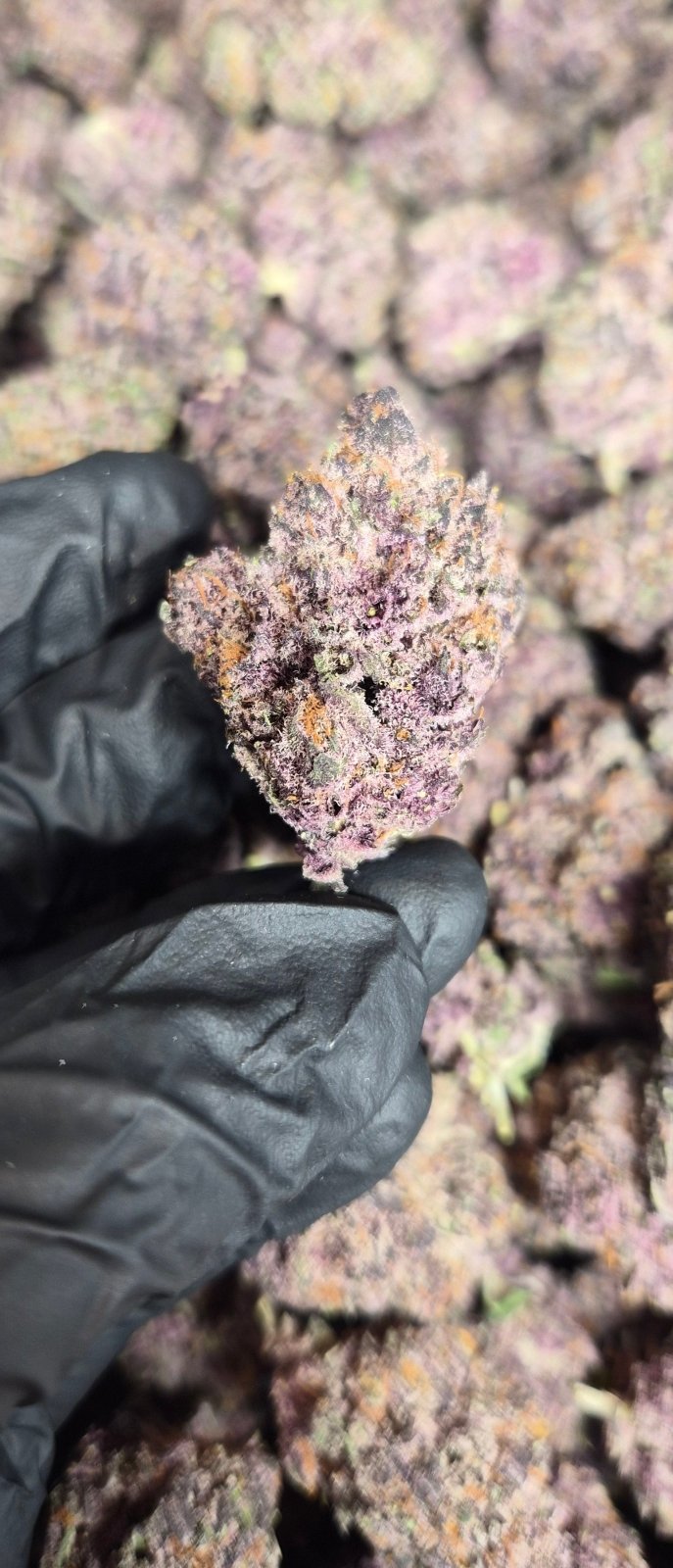 Bulk Tropicana Cherry High THCA Flower Sativa - CaliGreenGold