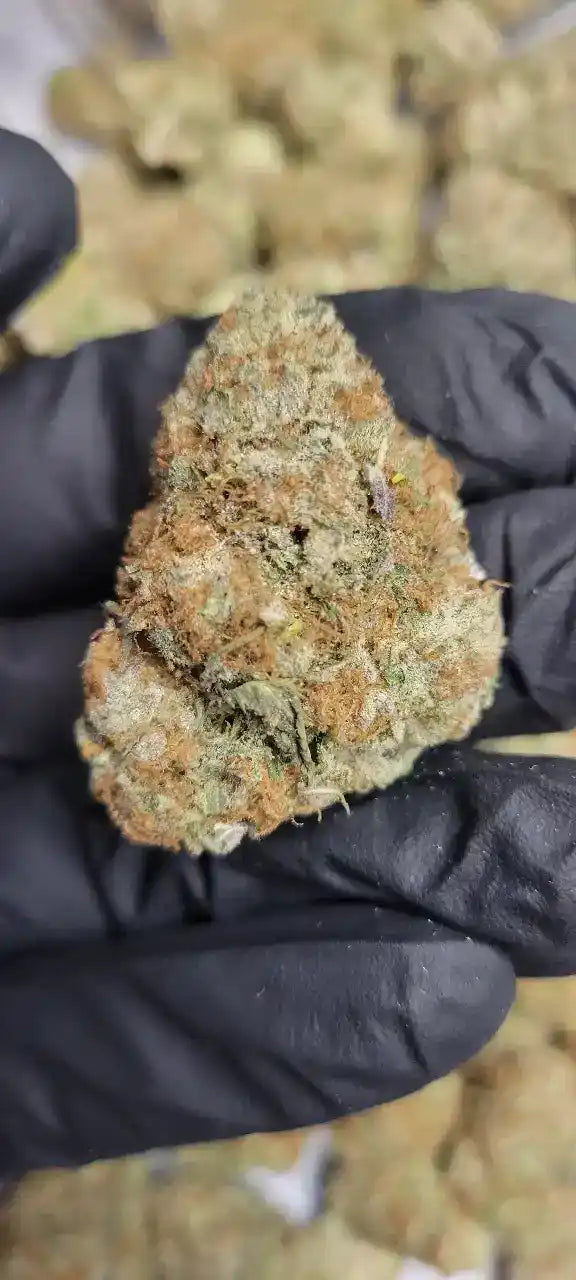 Apple Jack Exotic Indoor THCA Flower Hybrid, HYBRID, CaliGreenGold