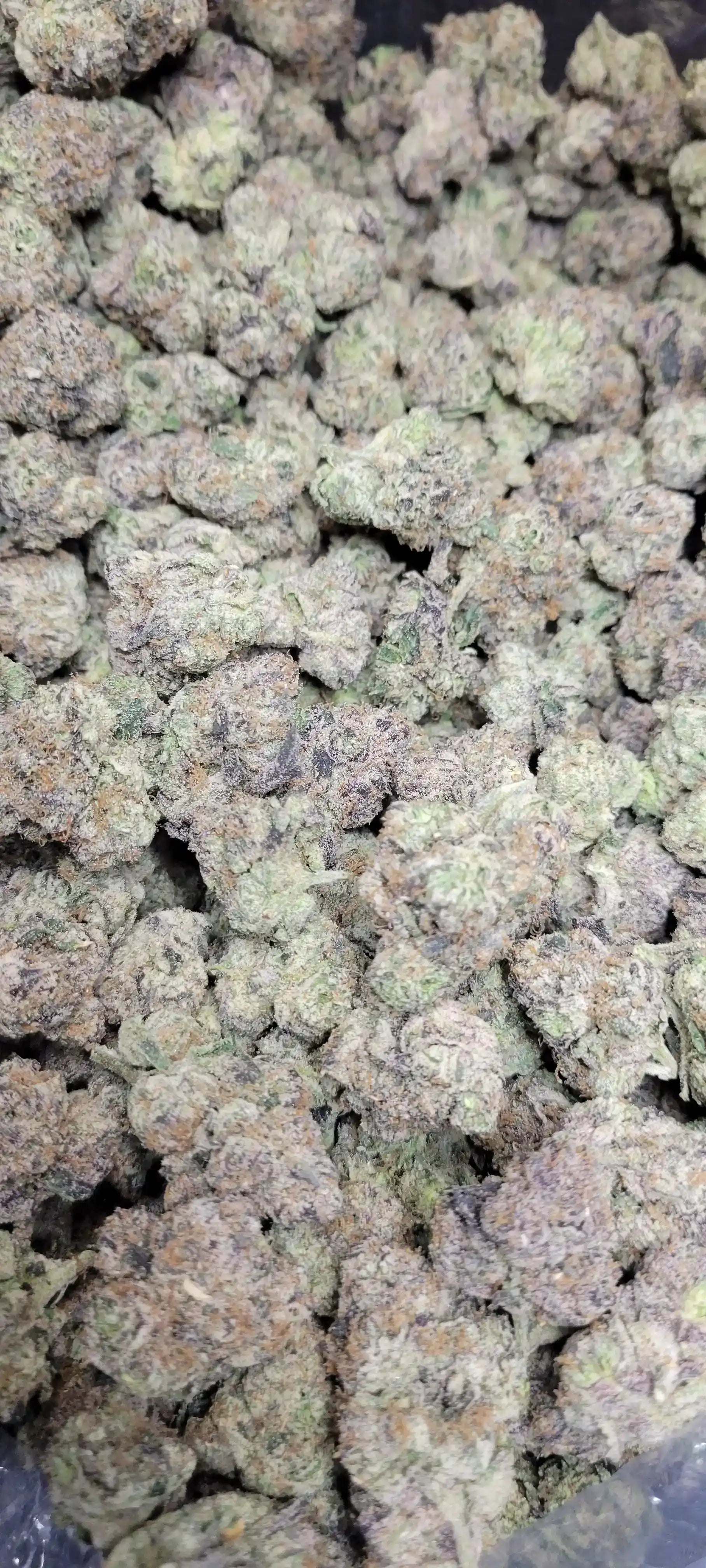 Bubblegum Runtz Exotic Indoor THCA Flower Hybrid, HYBRID, CaliGreenGold