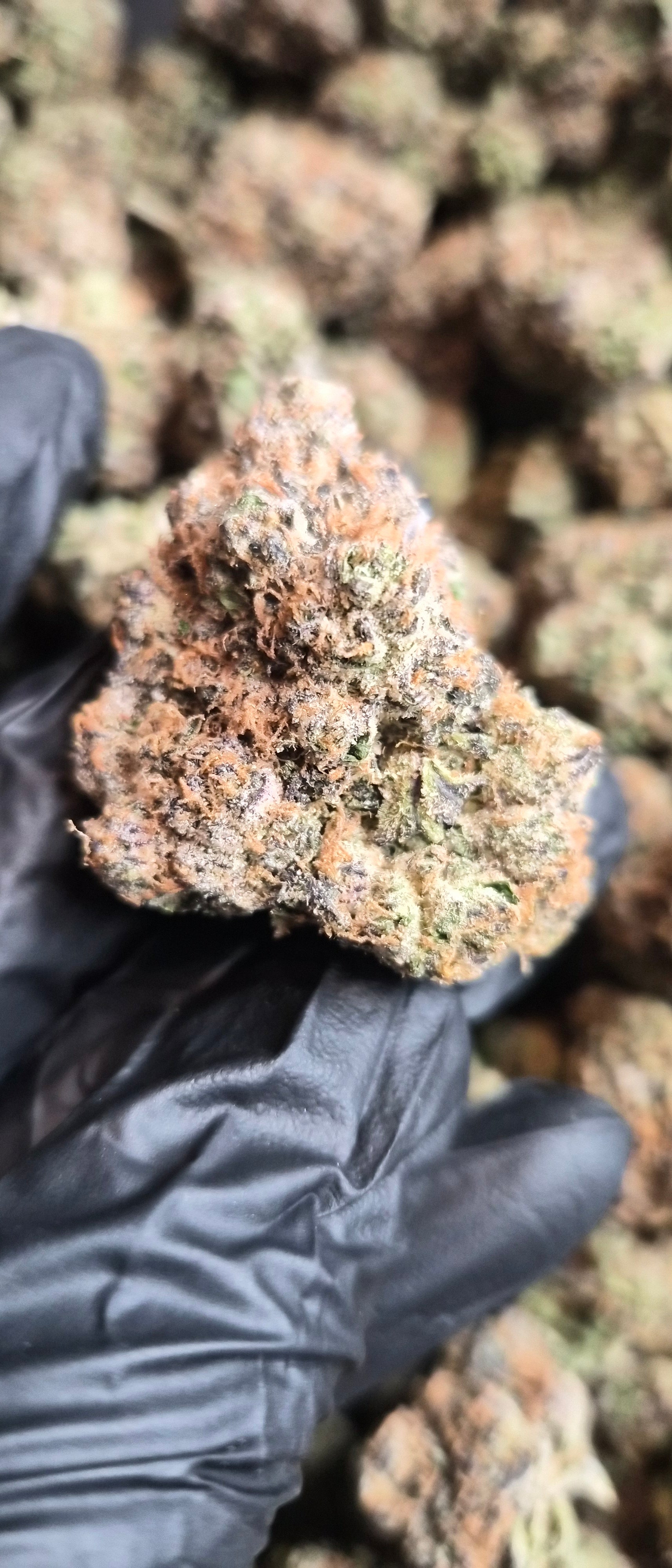 Bubblegum Runtz High THCA Flower Hybrid, HYBRID, CaliGreenGold