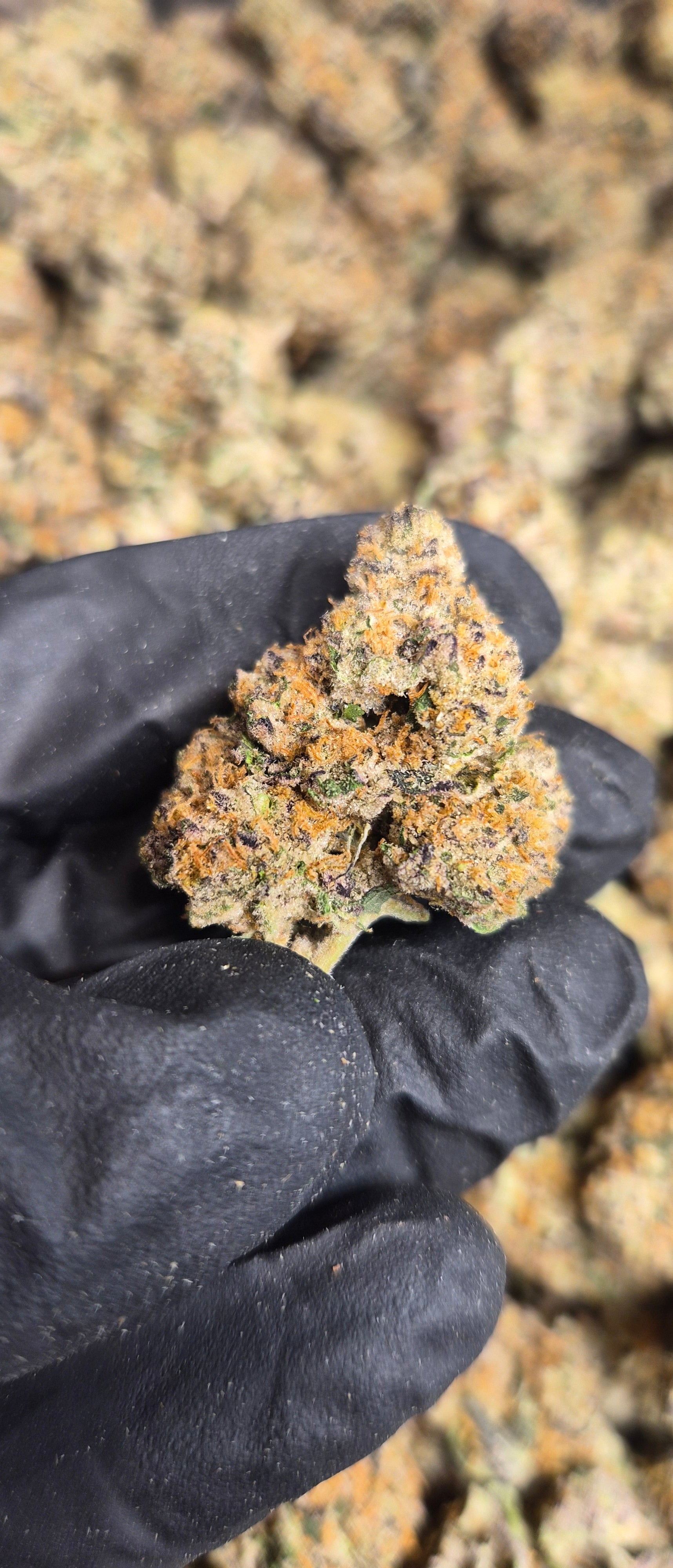 Biscoff High THCA Flower Indica, INDICA, CaliGreenGold