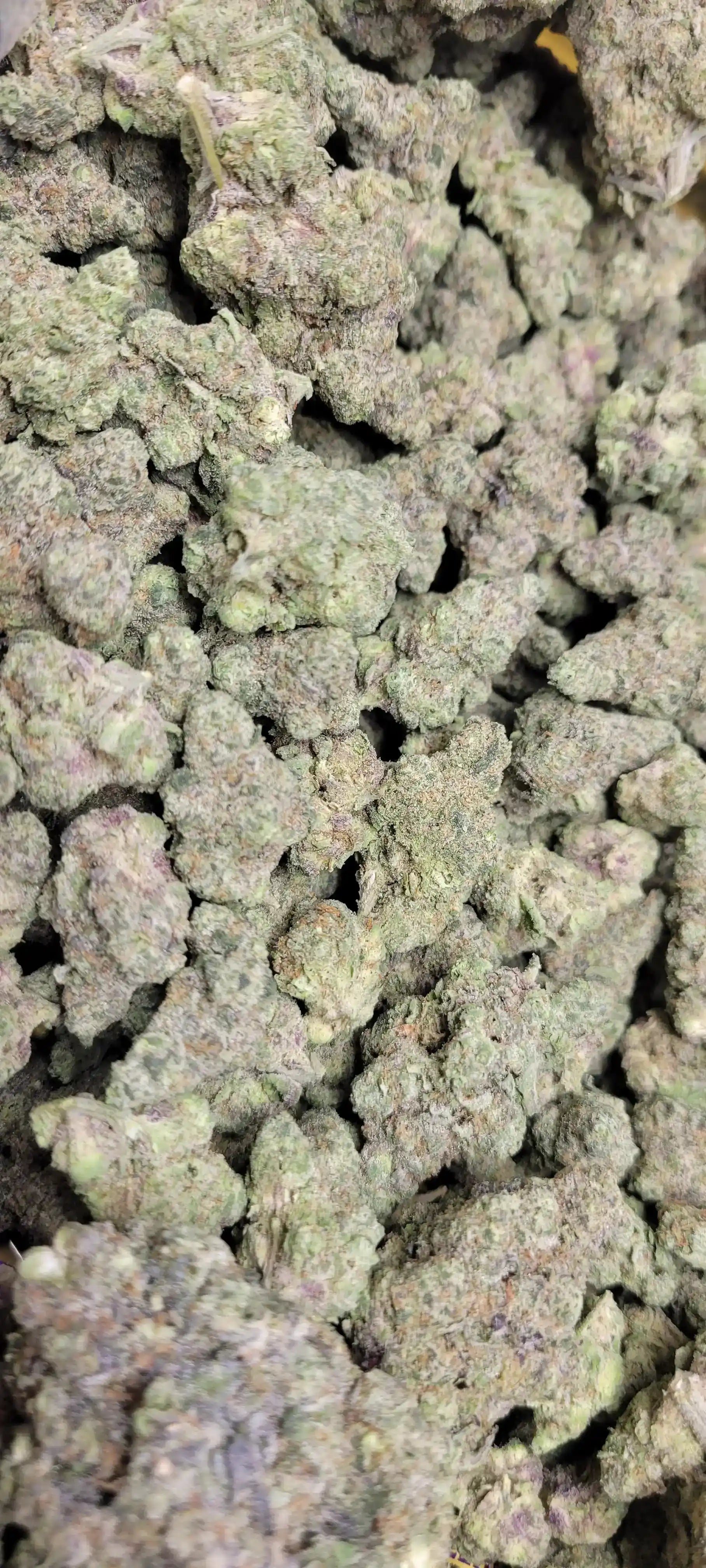 Gush Mintz Exotic Indoor THCA Flower Indica, INDICA, CaliGreenGold