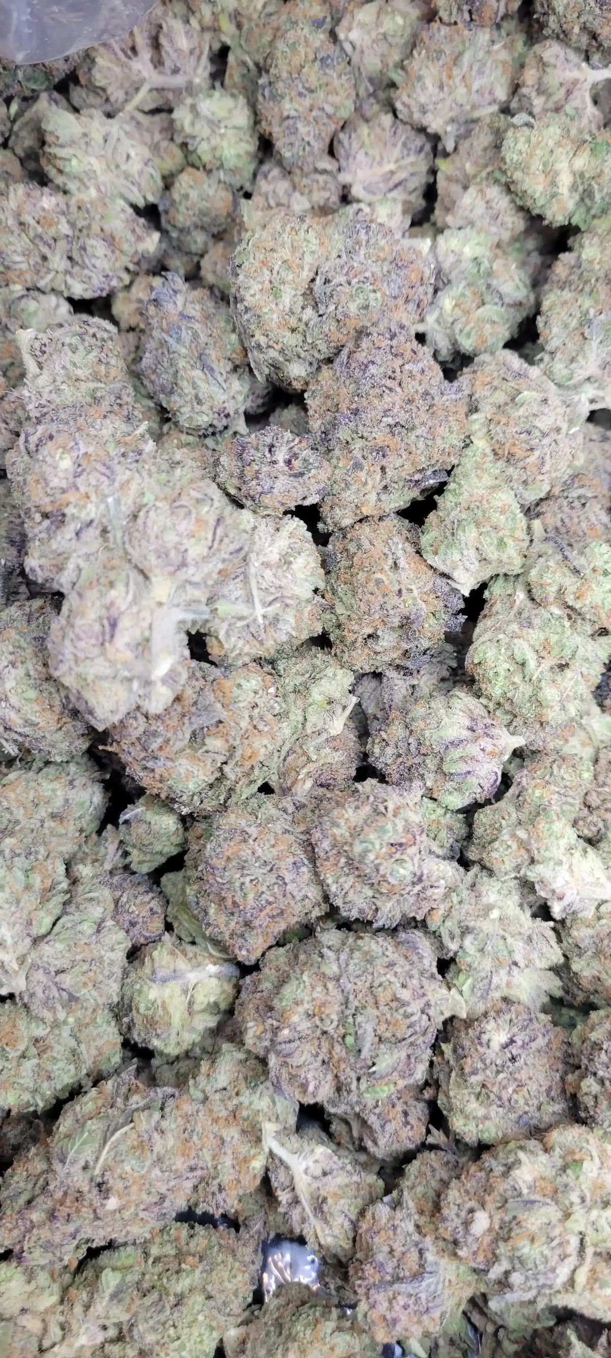 Purple Raine High THCA Flower Indica, INDICA, CaliGreenGold
