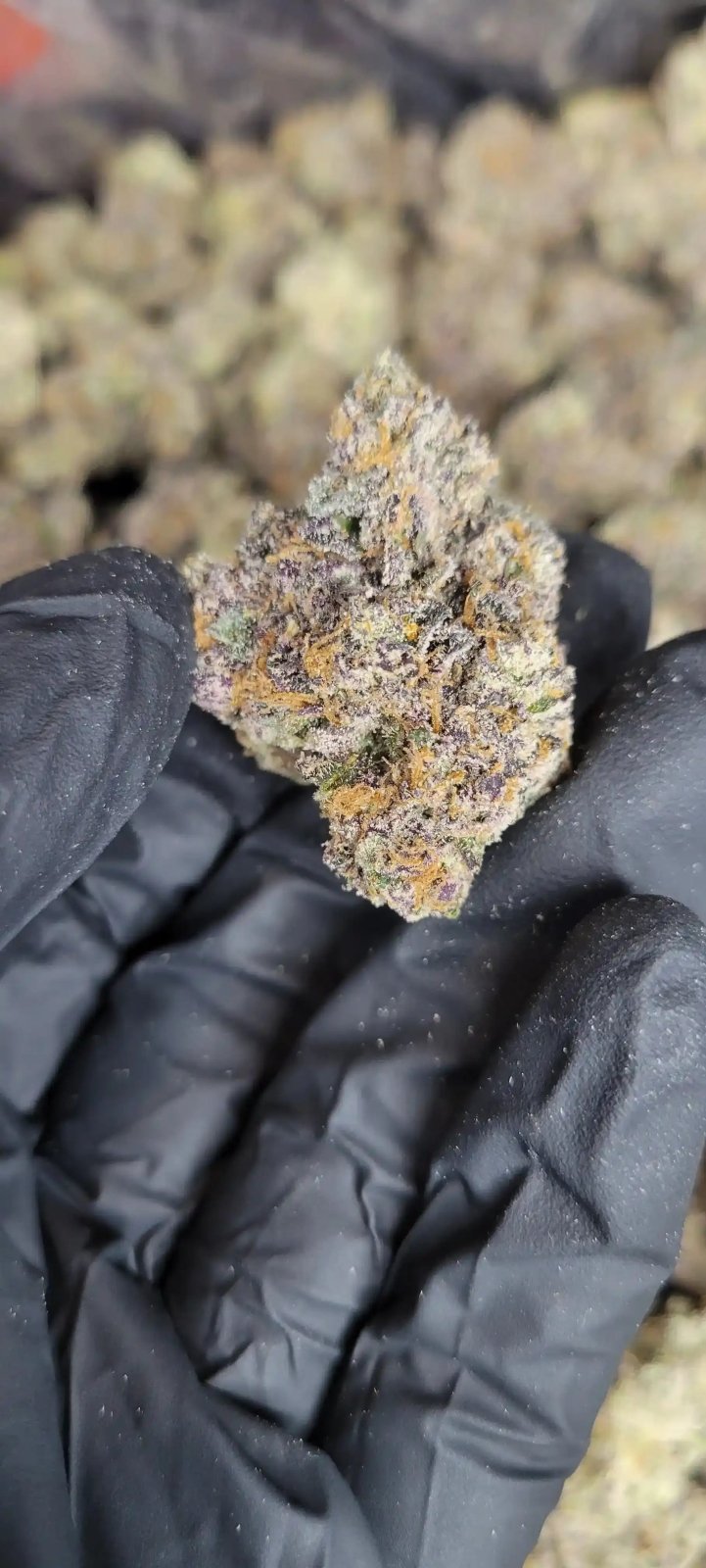 Candie Funk Exotic Indoor THCA Flower Hybrid - CaliGreenGold