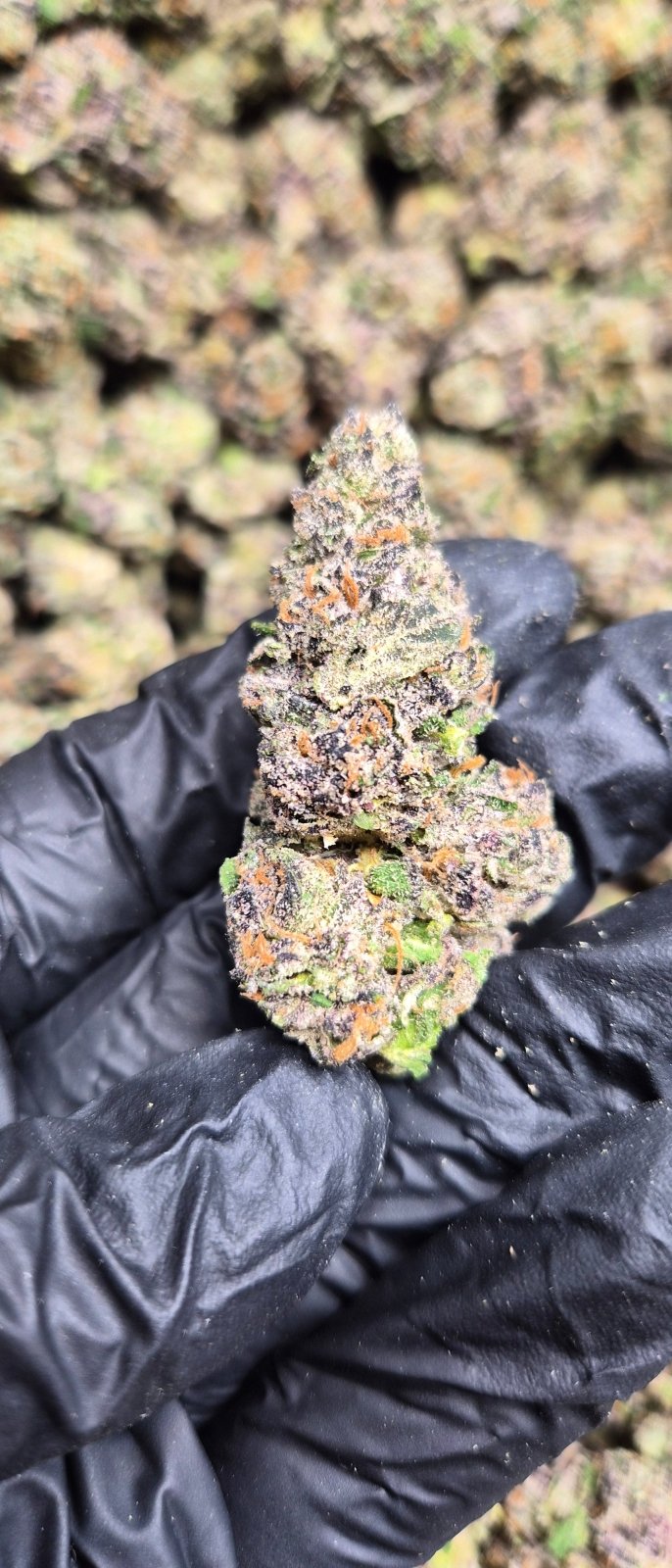 Candy Cartel Exotic Indoor THCA Flower Hybrid - CaliGreenGold