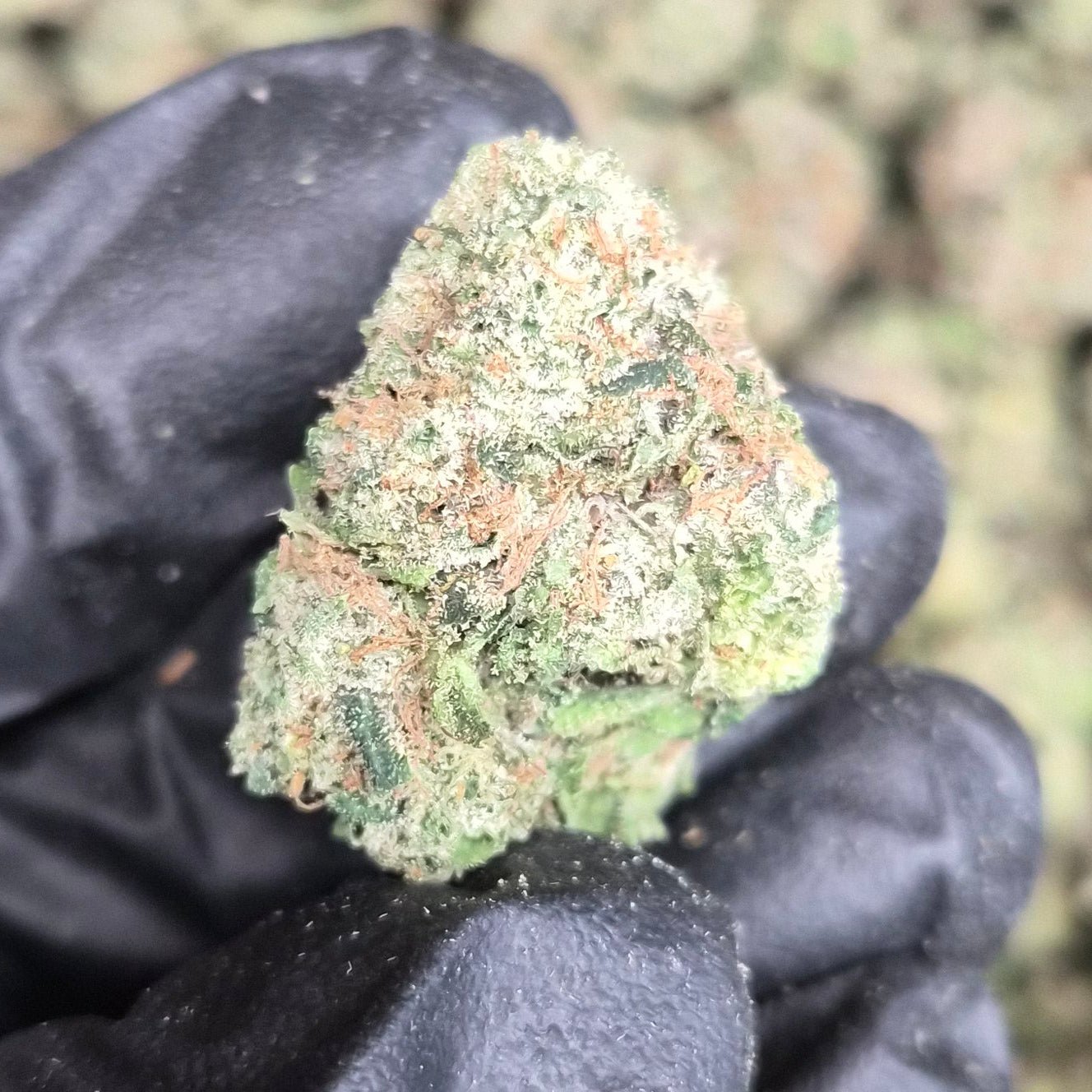 Candy Fumez THCA Flower – Indoor Top Shelf Hybrid | CaliGreenGold - CaliGreenGold