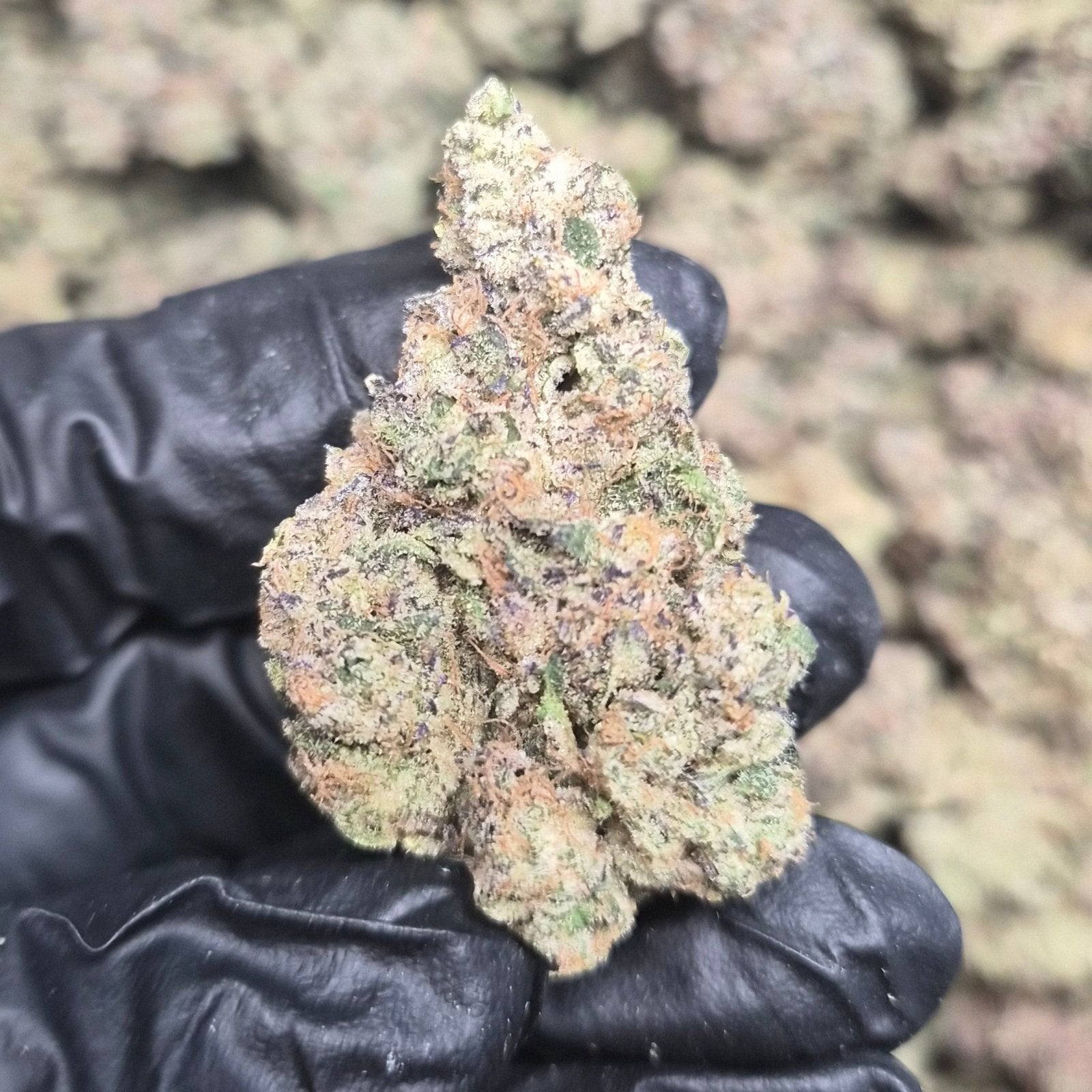 CARBON FIBER THCA Flower – Indoor Exotic Hybrid | CaliGreenGold - CaliGreenGold