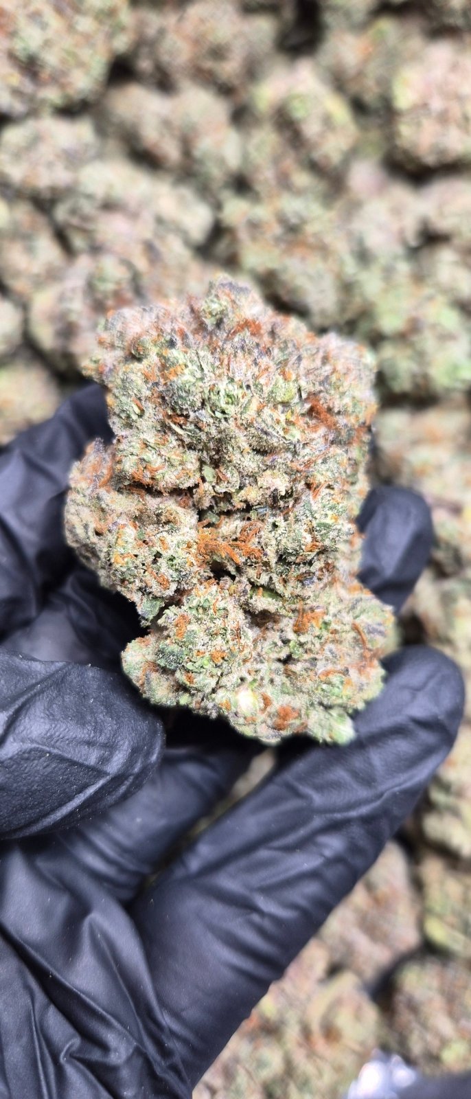 Cereal Milk Exotic Indoor THCA Flower Hybrid - CaliGreenGold