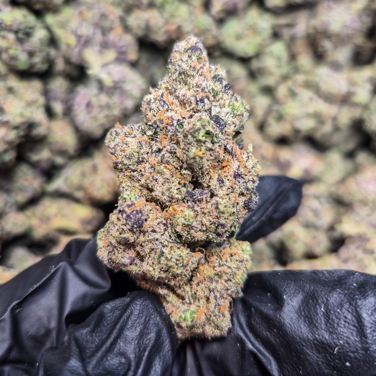 Cherry Garcia Exotic Indoor THCA Flower Hybrid - CaliGreenGold