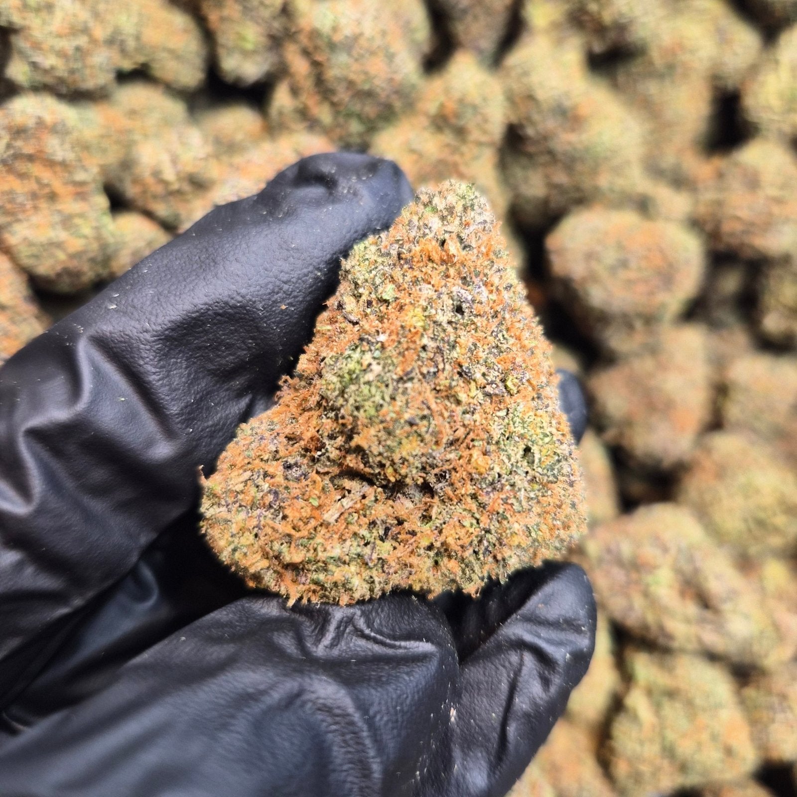 Cherry Thunder Fuck Exotic Indoor THCA Flower Indica - CaliGreenGold