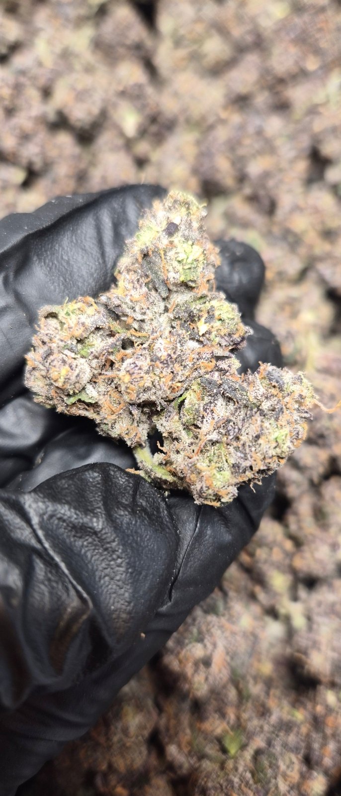 Crunch Berries Exotic Indoor Flower Indica - CaliGreenGold