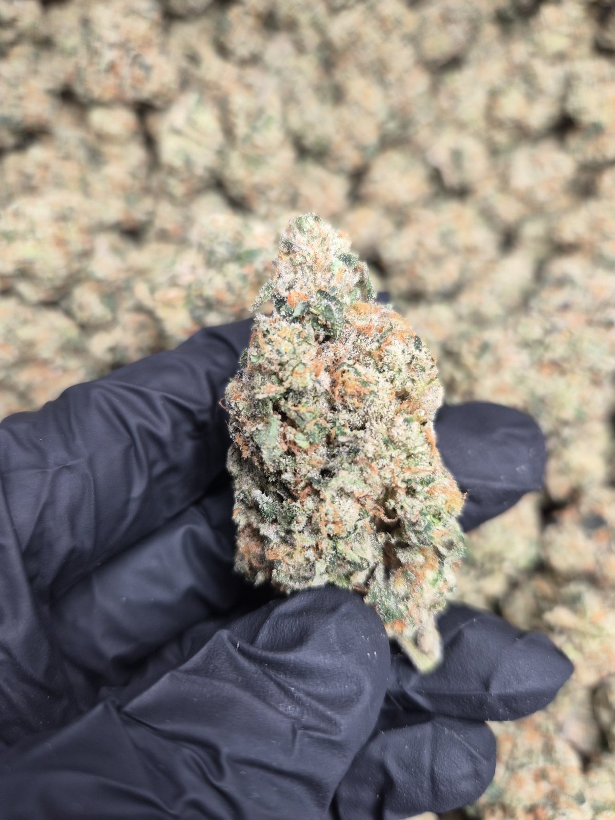 E85 Exotic Indoor THCA Flower Hybrid - CaliGreenGold