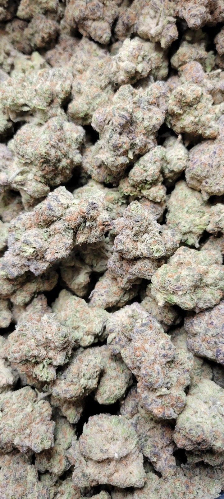 Electric Strawberry Cough Exotic Indoor THCA Flower Sativa - CaliGreenGold