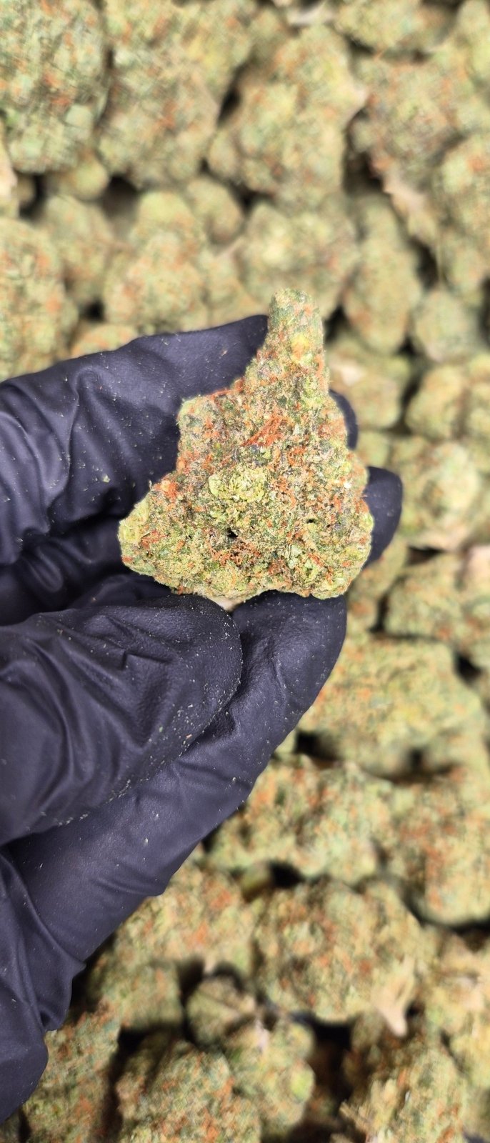 Garlic Crème High THCA Flower Hybrid - CaliGreenGold