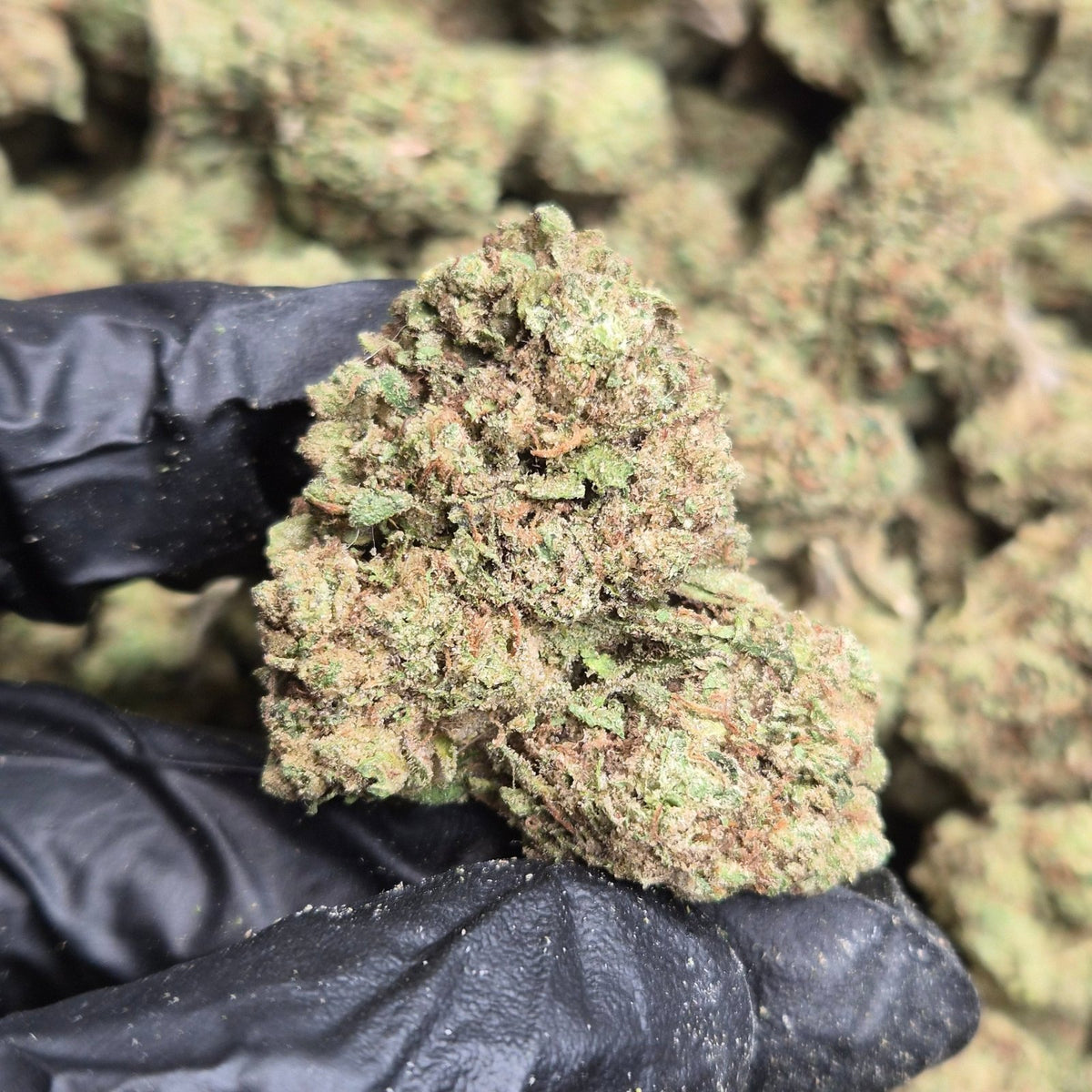 Gelato 33 THCA Flower – Indoor Top Shelf Hybrid | CaliGreenGold - CaliGreenGold