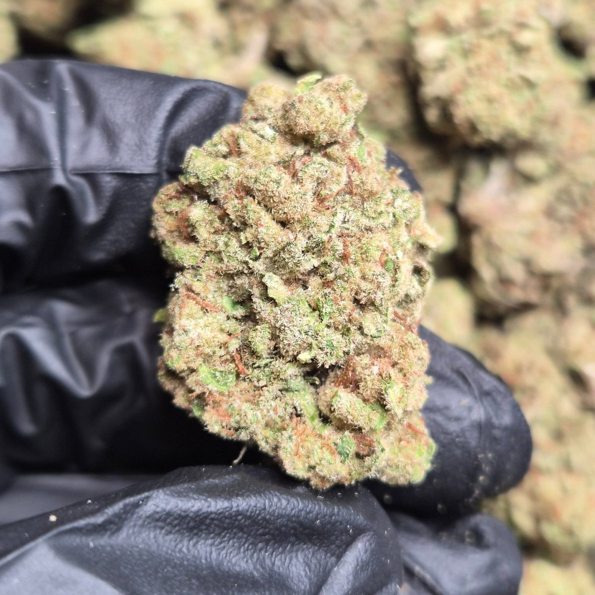 Glitter Bomb THCA Flower – Indoor Top Shelf Indica | CaliGreenGold - CaliGreenGold