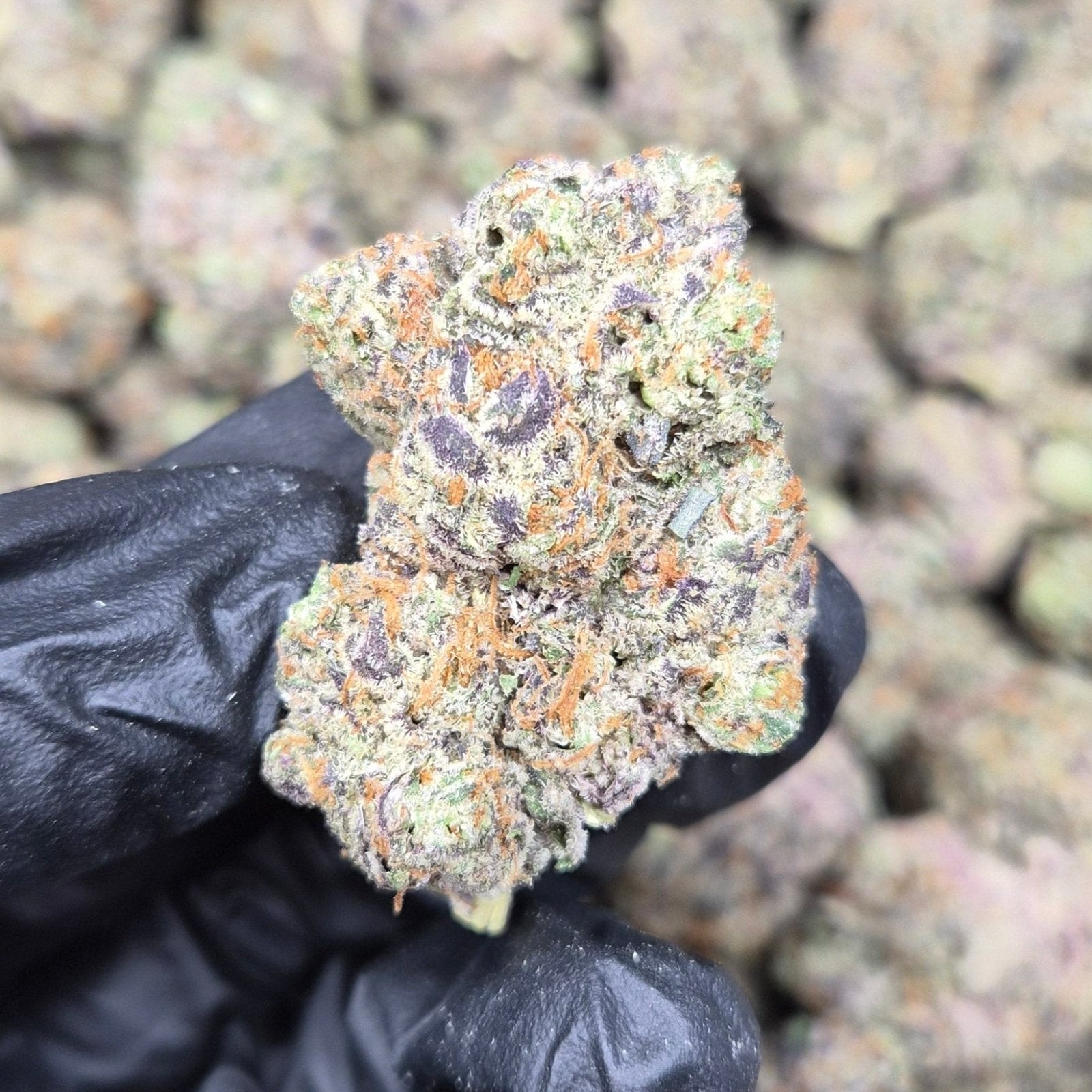 GMO Cookies THCA Flower – Indoor Exotic Indica | CaliGreenGold - CaliGreenGold