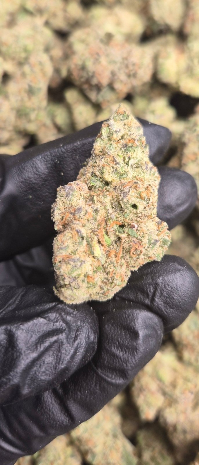 indoor godfather og plant Godfather Exotic Indica THCa Flower