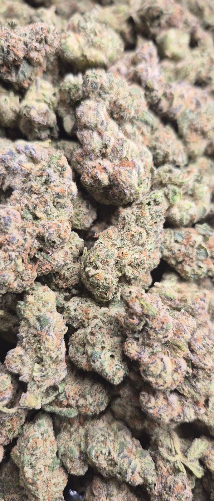 Godfather OG Exotic Indoor THCA Flower Indica - CaliGreenGold