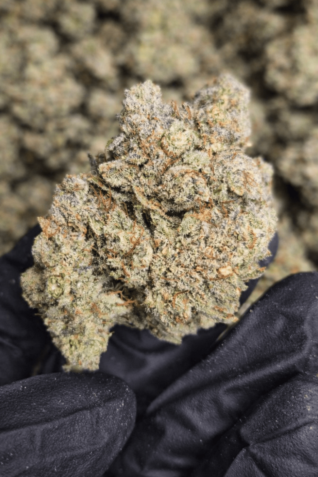 Gorilla Glue 4 Exotic Indoor THCA Flower Hybrid - CaliGreenGold