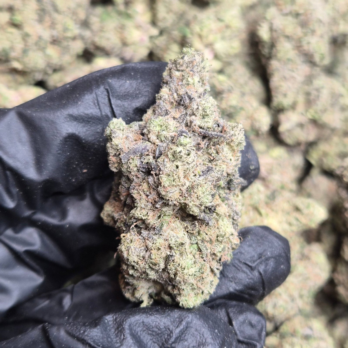 Gush Mintz THCA Flower – Indoor Exotic Indica | CaliGreenGold - CaliGreenGold