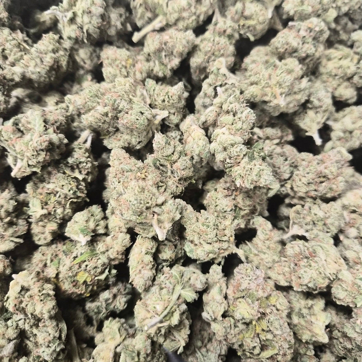 I-95 THCA Flower – Hybrid · Indoor Top Shelf | CaliGreenGold - CaliGreenGold
