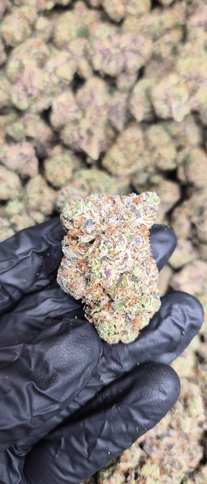 Lemon Cherry Gelato Exotic Indoor Flower Hybrid - CaliGreenGold