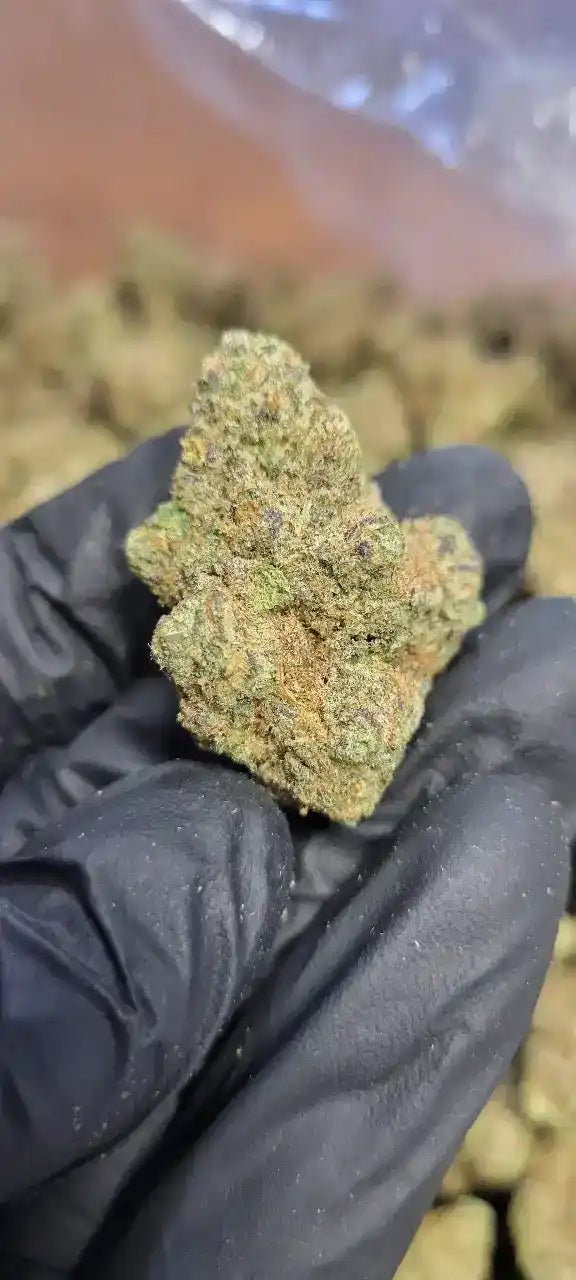 Lemon Tree Exotic Indoor THCA Flower Sativa - CaliGreenGold