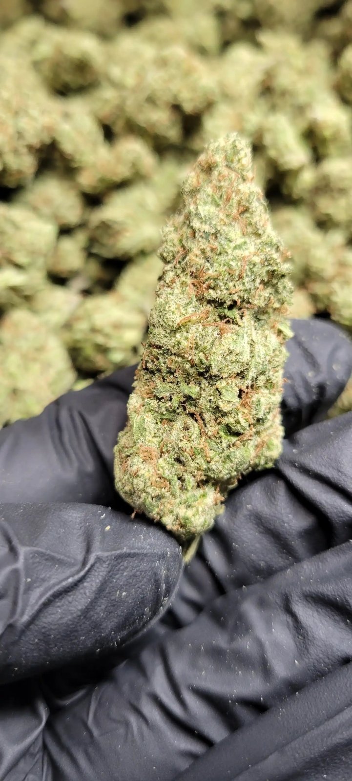 Lilac Diesel High THCA Flower Hybrid - CaliGreenGold