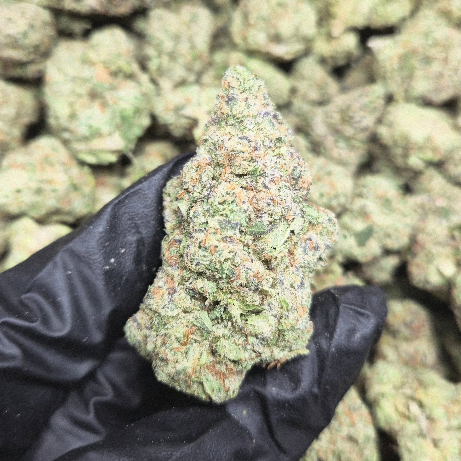 Motorbreath OG THCA Flower – Indoor Exotic Indica | CaliGreenGold - CaliGreenGold