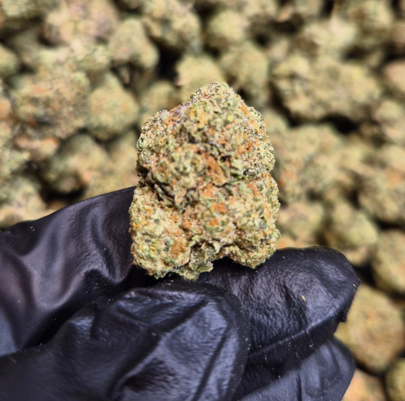Pavé High THCA Flower Hybrid - CaliGreenGold