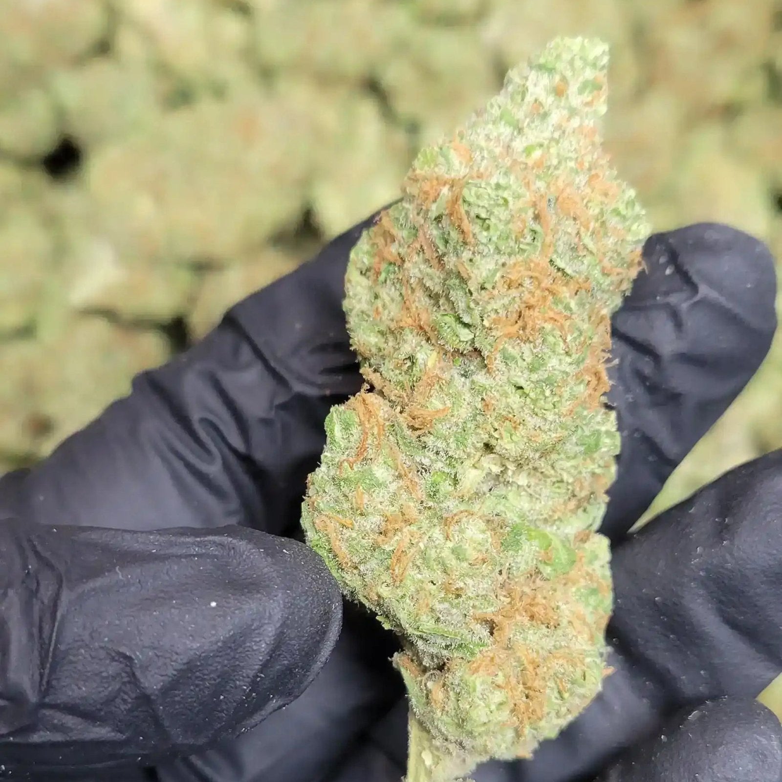 Pineapple Lemonade High THCA Flower Sativa - CaliGreenGold