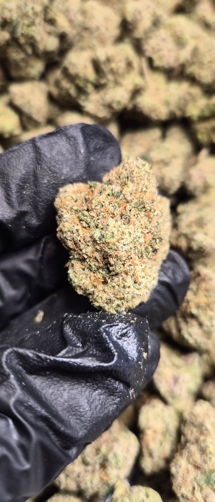 Pink Runtz Exotic Indoor THCA Flower Hybrid - CaliGreenGold