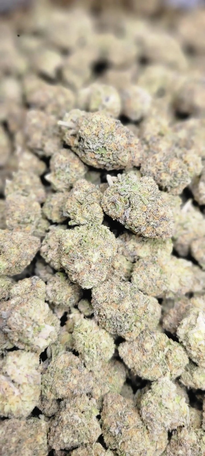 Pinnacle High THCA Flower Hybrid - CaliGreenGold