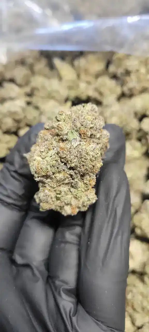 Platinum Lemon Gushers Exotic Indoor THCA Flower Indica - CaliGreenGold