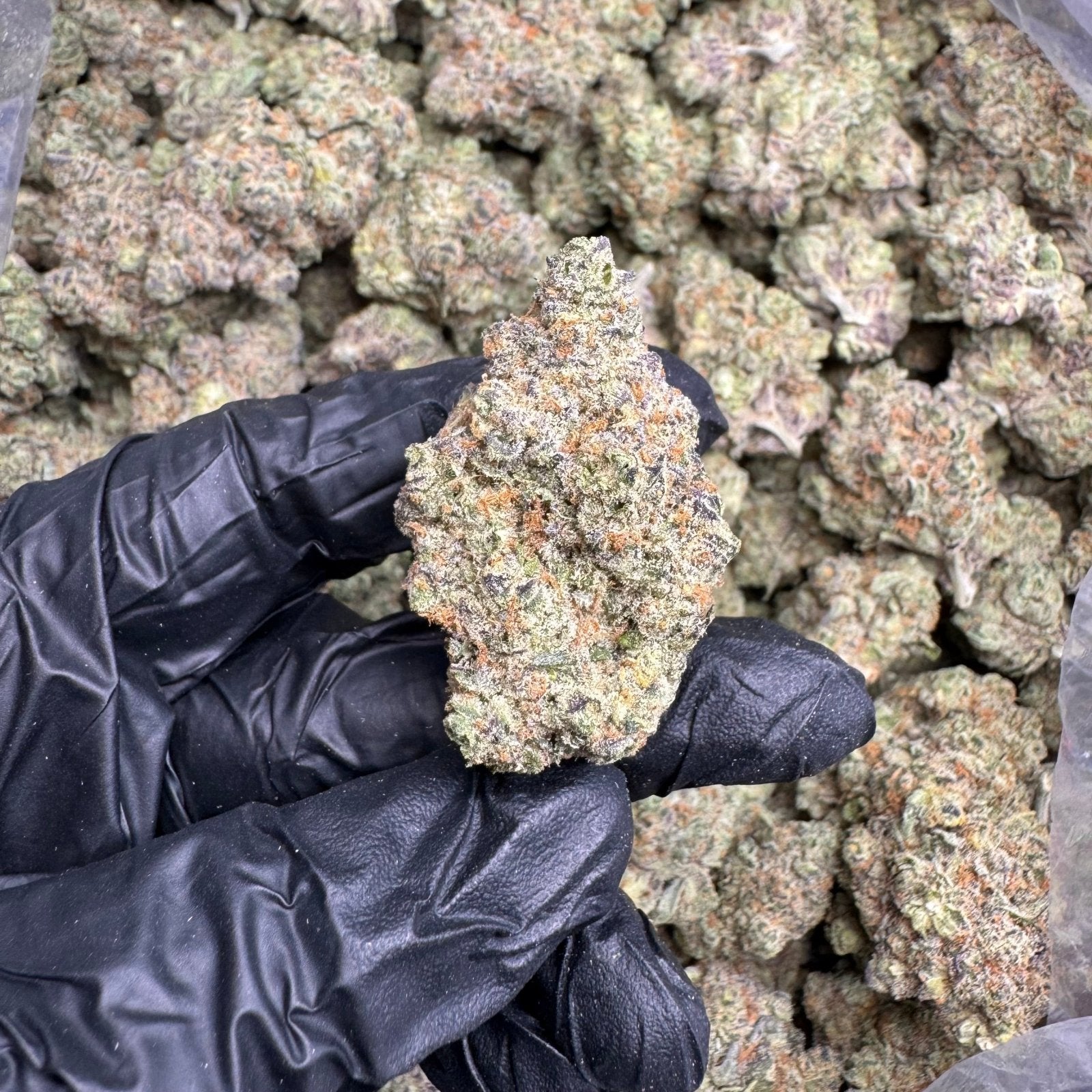 Punch Berry THCA Flower – Indoor Top Shelf Sativa | CaliGreenGold - CaliGreenGold